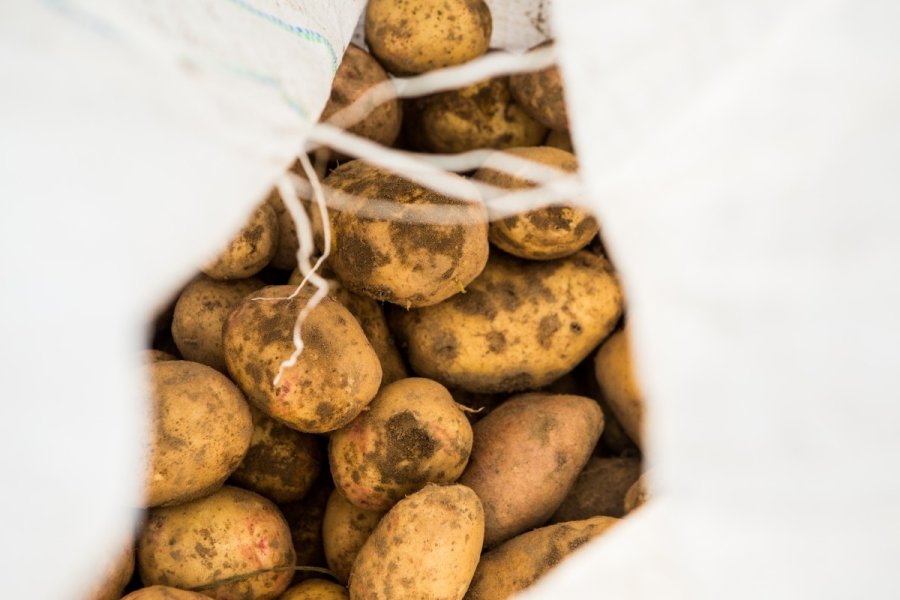 priemonė sąnarių iš bulvių daigais varnalėšos sėklos iš sąnarių skausmas