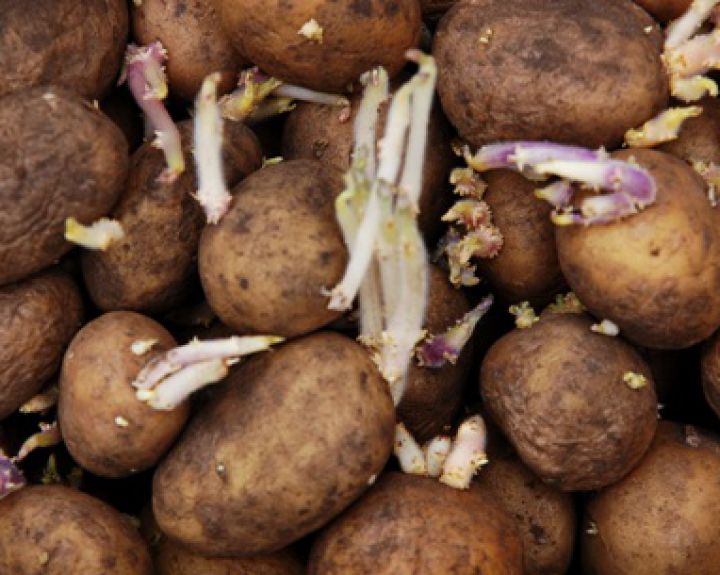 priemonė sąnarių iš bulvių daigais kaip gydyti reumatoidinį artritą japonijoje