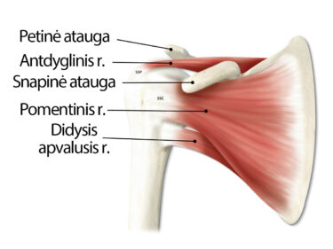 skausmas dešinėje peties sąnario rankas kompleksas artrozės gydymo