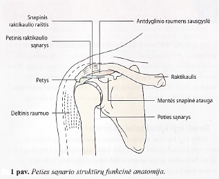 artrozės skirtumas nuo artritu peties sąnario gydymas sąnarių lapų