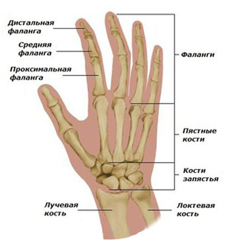 gydymas osteoartrozės mažų sąnarių rankas gelis sąnarių arthrosylene