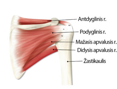 tempimo raumenys peties sąnario gydymo kodėl skauda sąnarius ir kaulus
