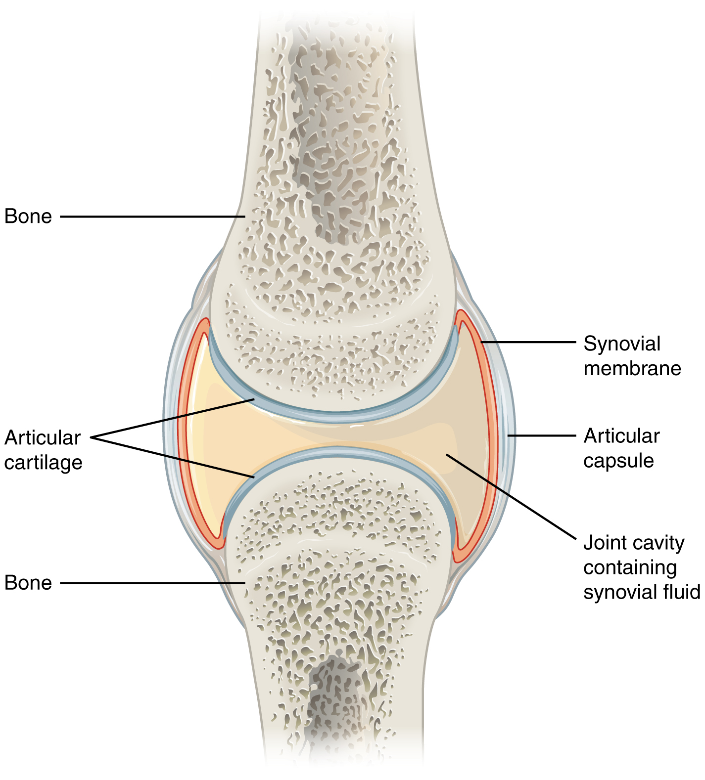 edema synovial joints ūmaus artrito alkūnės sąnario gydymo